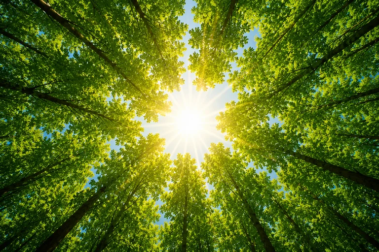 Environmental Initiatives